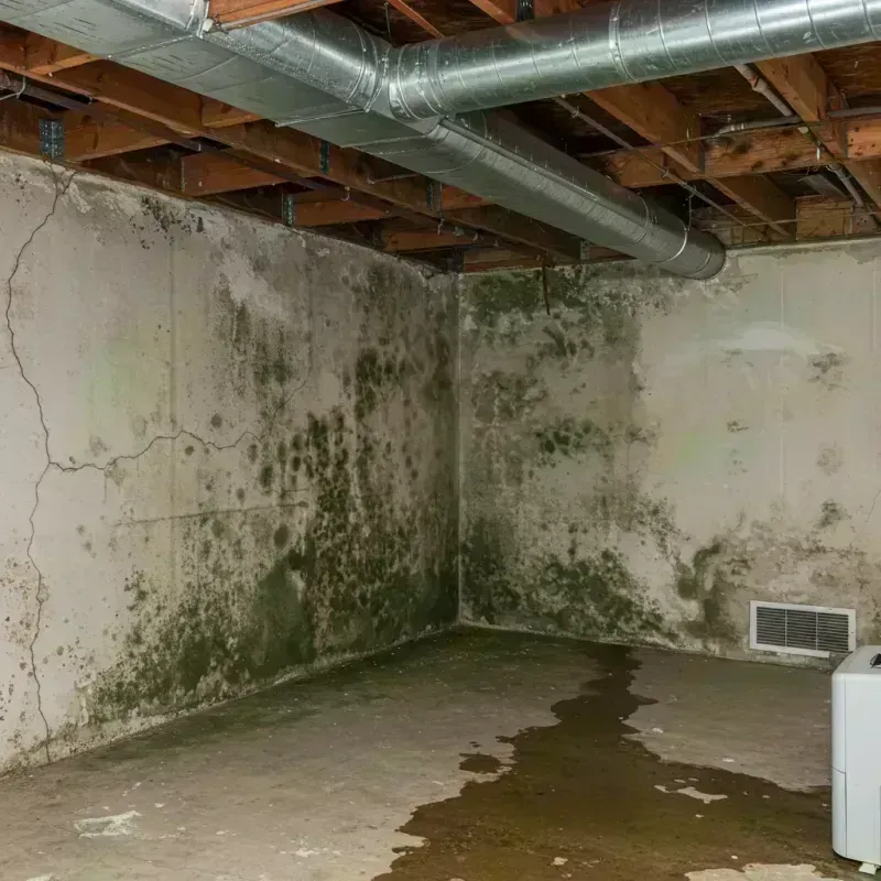 Professional Mold Removal in Harristown, IL